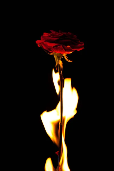 美丽的图画与一朵美丽的花在火 — 图库照片