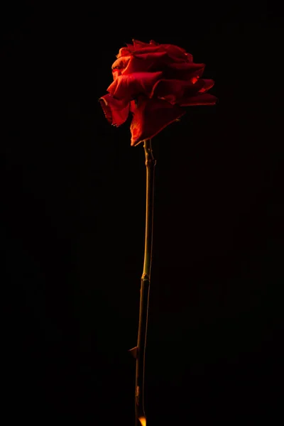 Schönes Bild Einer Dunkelroten Rose Auf Schwarzem Hintergrund — Stockfoto