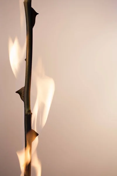 Мбаппе Фотографируется Цветочком Огне — стоковое фото