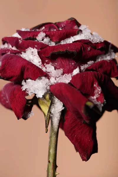 Foto Uma Bela Rosa Vermelha — Fotografia de Stock