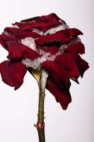Grande Primo Piano Rosa Rossa — Foto Stock