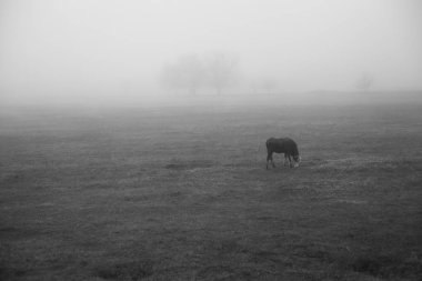 Fotoğraf İran 'da seyahat ederken çekildi.