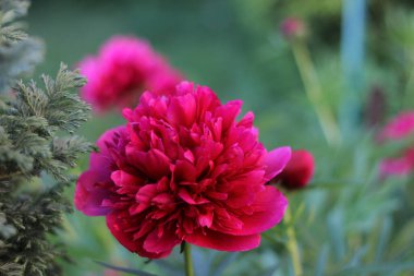 Çalılar çok güzel kokulu çiçeklerle