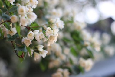 Çekici ve gösterişsiz bahçe yasemini