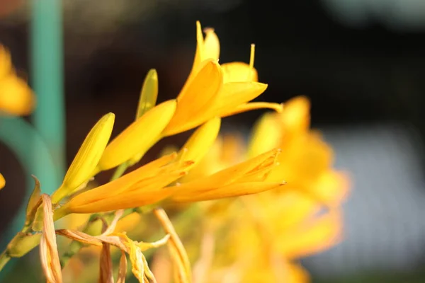 sarı parlak bahçe çanları