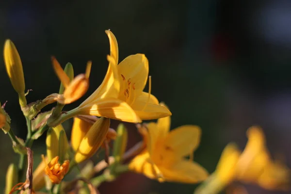 sarı parlak bahçe çanları