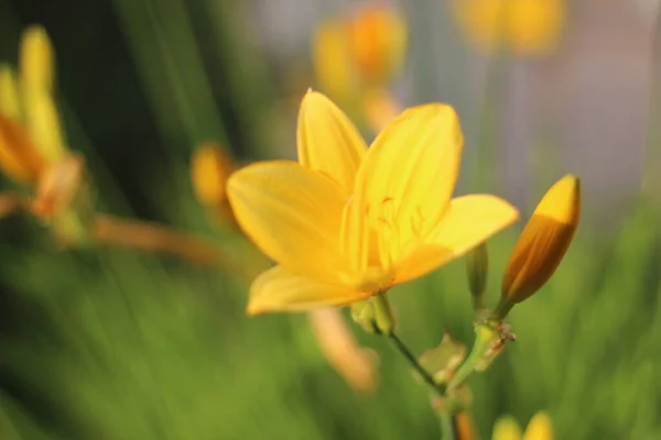 sarı parlak bahçe çanları