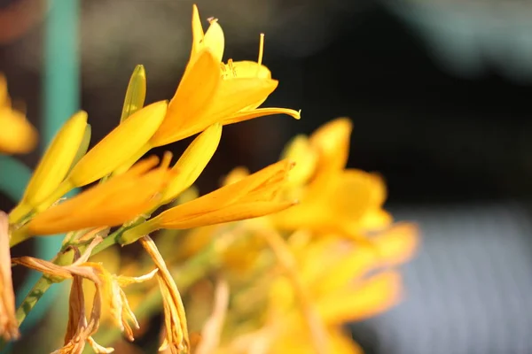 sarı parlak bahçe çanları