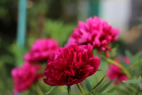 Çalılar çok güzel kokulu çiçeklerle