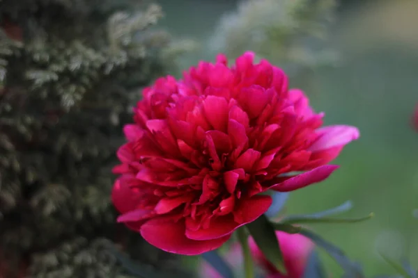 Çalılar çok güzel kokulu çiçeklerle