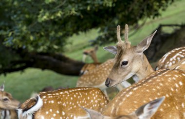 Grup genç geyik hinds
