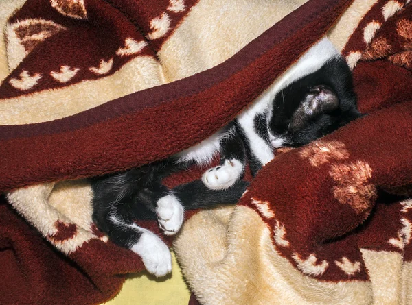Gato descansando — Foto de Stock