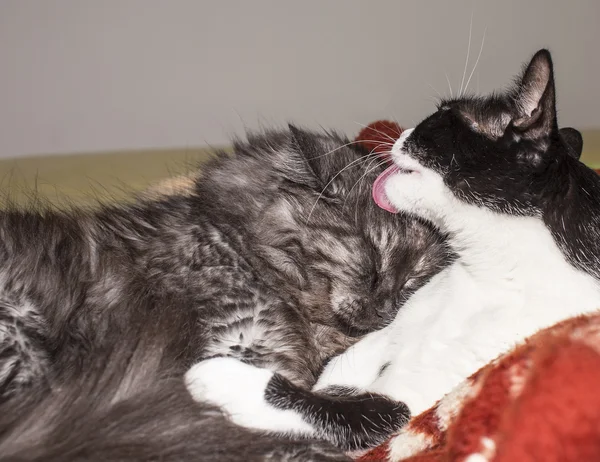 Gato limpiando un gato —  Fotos de Stock