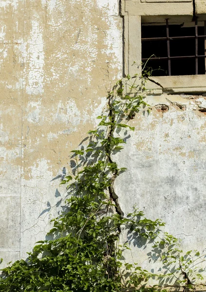 Hiedra planta escalada —  Fotos de Stock