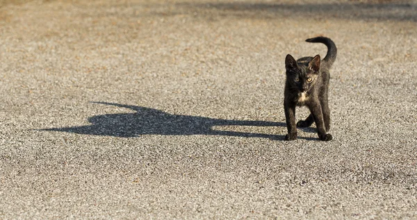 Petit chat avec une grande ombre — Photo