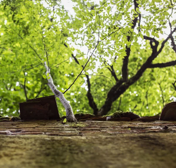 Concepto de árbol de persistencia —  Fotos de Stock