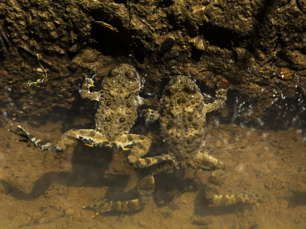 Två grodor i vatten — Stockfoto