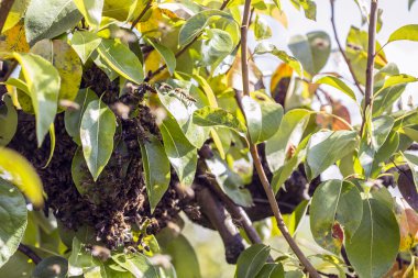 Arı kovanı uzak uçuyor