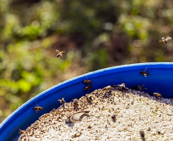 Bees are drinking water — Stock Photo, Image