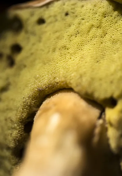 ムラサキイガイのポルチーニ茸 — ストック写真