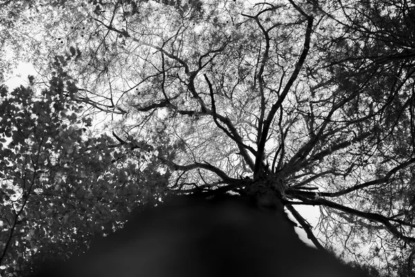 Dramatiska tree top — Stockfoto
