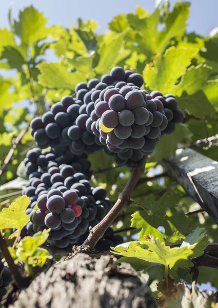 Blue grown grapes — Stock Photo, Image