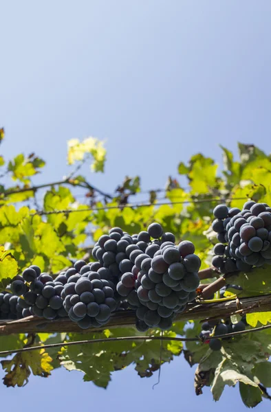 Grapes hanging above — Stock Photo, Image