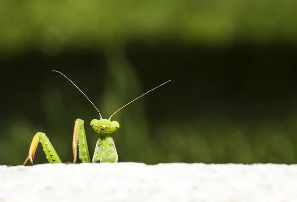 Mantis religiosa buscando —  Fotos de Stock