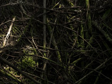 Çürüyen eski ağaç parçaları