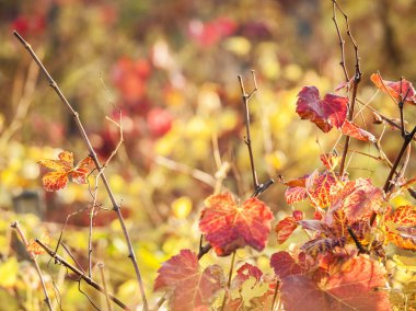 Asma Bahçe bitkiler Güz