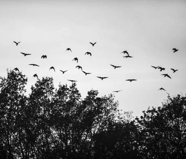 Fåglar flyger på kvällen — Stockfoto