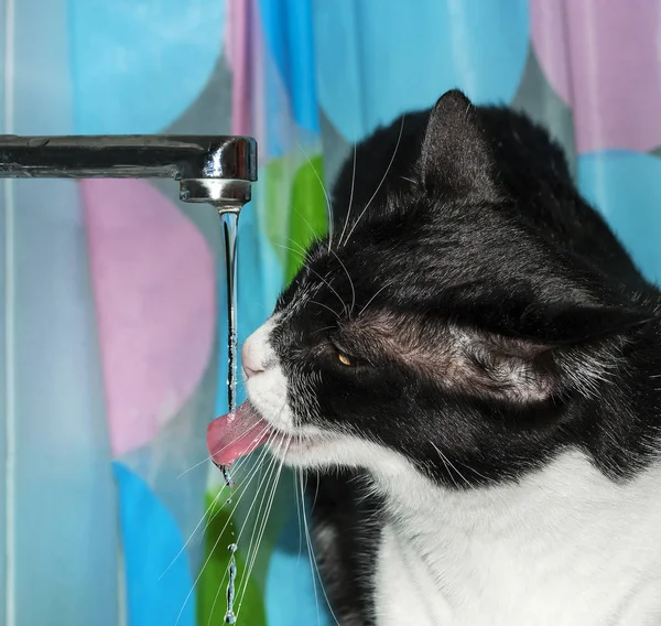 Agua potable para gatos de un grifo — Foto de Stock