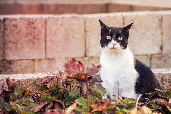 Gato en el jardín —  Fotos de Stock