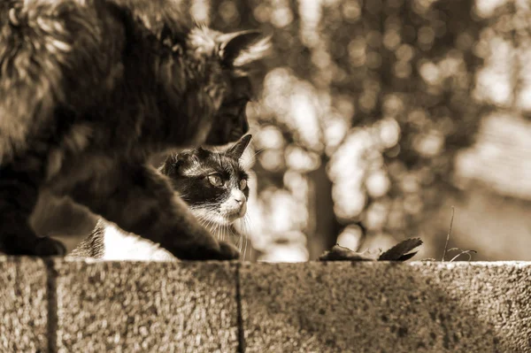 I gatti stanno guardando qualcosa. — Foto Stock