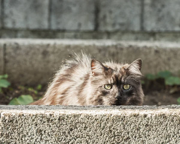 Gato de plata se esconde detrás de una pared —  Fotos de Stock