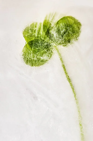 四叶三叶草冻结在冰 免版税图库图片