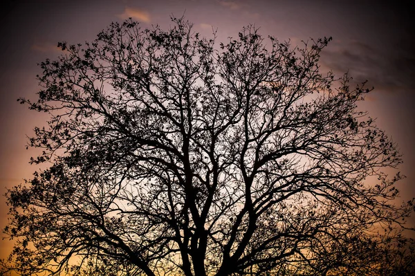 Silueta de árbol con poca luz Imagen De Stock