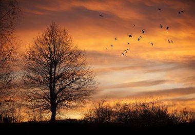 Kuşlar ile günbatımı zamanı ağacında