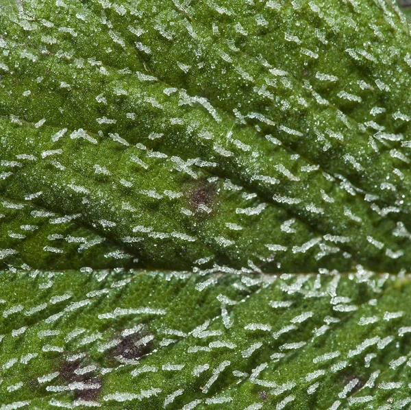 Sabah Frost'un üzerinde yaprak