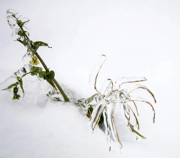 Bevroren bloem plant — Stockfoto
