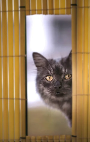 Gato de plata está alcanzando su punto máximo —  Fotos de Stock