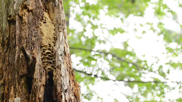 Europese hornets nest — Stockvideo