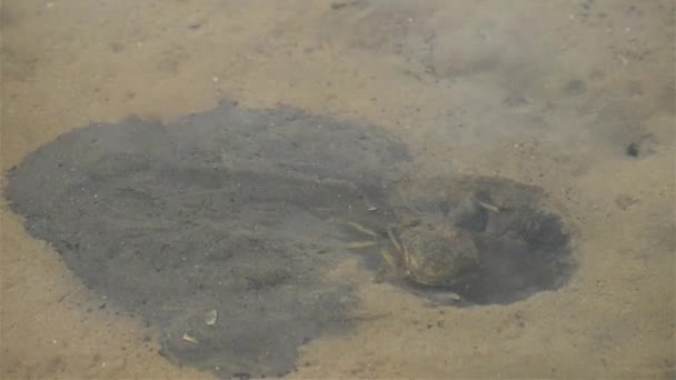 Piccolo granchio sta facendo il suo rifugio — Video Stock