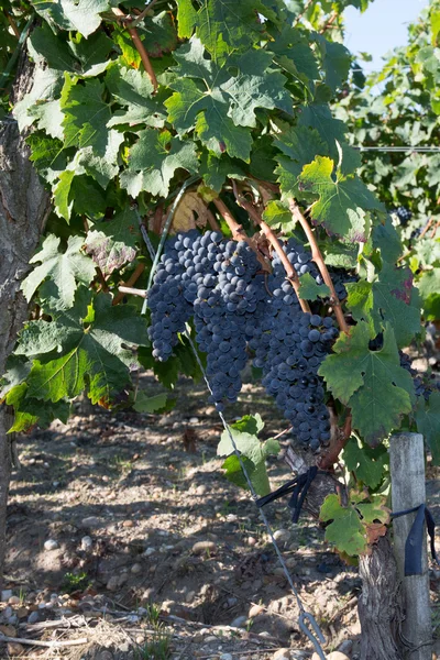 Rode druiven aan de wijnstok. Fruitgewassen buitenshuis druif wijnstok — Stockfoto