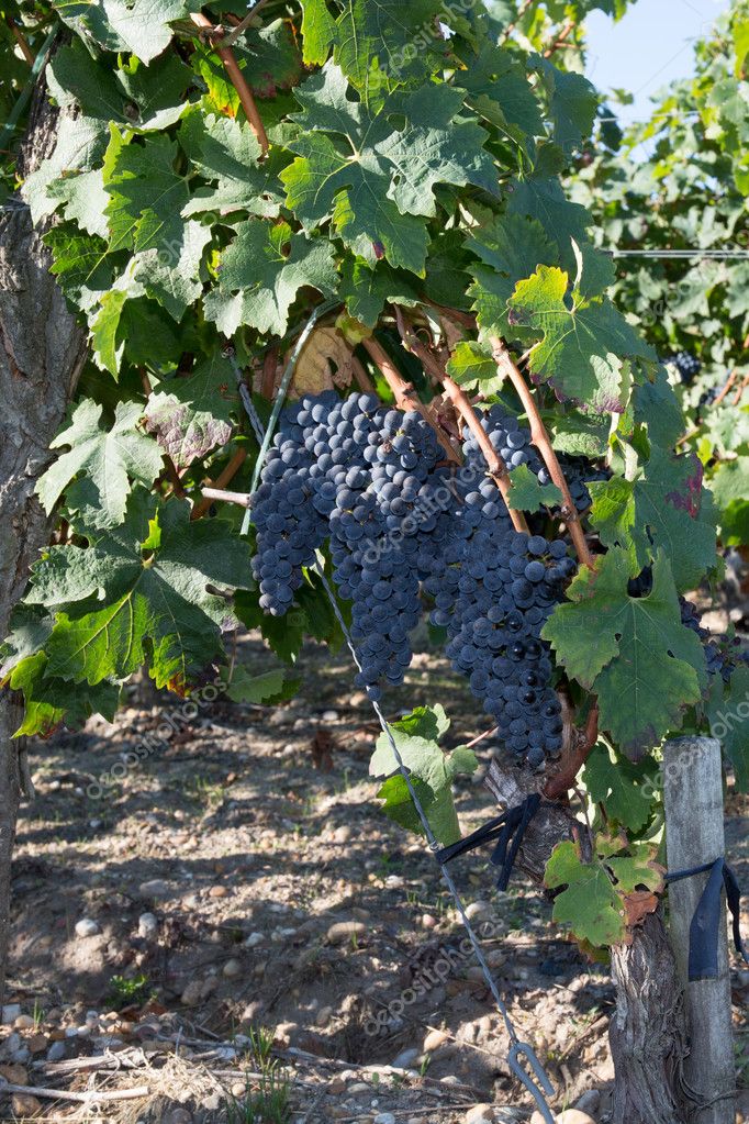 Raisins Rouges Sur La Vigne Cepages En Plein Air Image Libre De Droit Par Oceanprod C