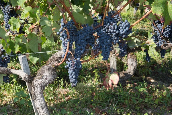 Bando de uvas de vinho tinto que crescem em campos . — Fotografia de Stock