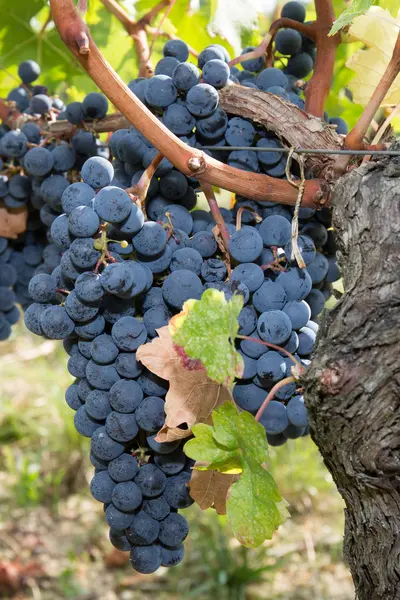 Close up van grote bos van rode wijn druiven — Stockfoto