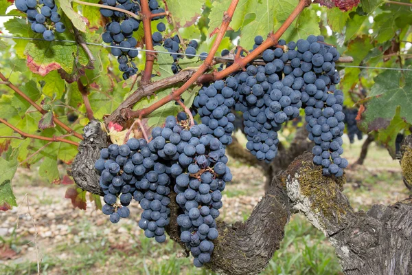 Large bunches of red wine grapes hang from an old vine in warm afternoon light — Stock Photo, Image