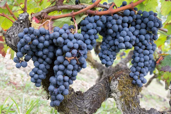 Červené hrozny na víno. Víno hroznové ovoce rostliny venku — Stock fotografie