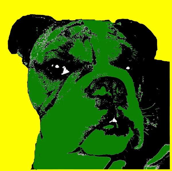 Tête de belle race Bulldog chien pop art — Photo